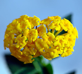 位圖 植物攝影 寫實(shí)花卉 花朵 數(shù)碼照片 免費(fèi)素材