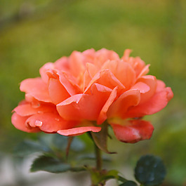 位圖 植物攝影 寫(xiě)實(shí)花卉 花朵 數(shù)碼照片 免費(fèi)素材