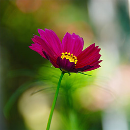 位圖 植物攝影 寫實花卉 花朵 數(shù)碼照片 免費素材