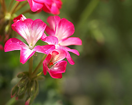 位圖 植物攝影 寫實(shí)花卉 花朵 數(shù)碼照片 免費(fèi)素材