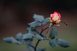 位圖 植物攝影 寫實花卉 花朵 數(shù)碼照片 免費素材