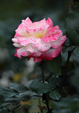 位圖 植物攝影 寫(xiě)實(shí)花卉 花朵 數(shù)碼照片 免費(fèi)素材