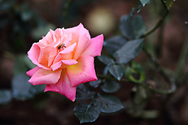 位圖 植物攝影 寫實(shí)花卉 花朵 數(shù)碼照片 免費(fèi)素材