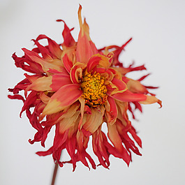 位圖 植物攝影 寫實(shí)花卉 花朵 數(shù)碼照片 免費(fèi)素材