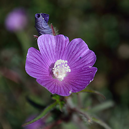 位圖 植物攝影 寫實(shí)花卉 花朵 數(shù)碼照片 免費(fèi)素材