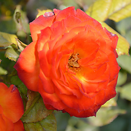 位圖 植物攝影 寫(xiě)實(shí)花卉 花朵 數(shù)碼照片 免費(fèi)素材