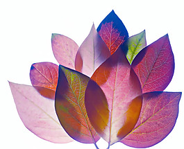 位圖 植物 寫意花卉 花朵 免費素材