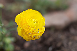 位圖 植物攝影 寫實(shí)花卉 花朵 數(shù)碼照片 免費(fèi)素材