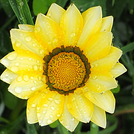 位圖 植物攝影 寫(xiě)實(shí)花卉 花朵 數(shù)碼照片 免費(fèi)素材