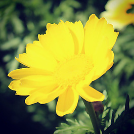 位圖 植物攝影 寫(xiě)實(shí)花卉 花朵 數(shù)碼照片 免費(fèi)素材