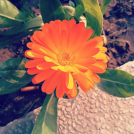 位圖 植物攝影 寫實花卉 花朵 數(shù)碼照片 免費素材