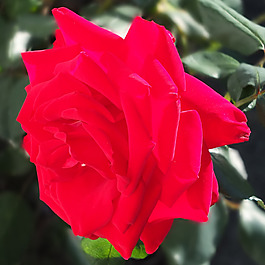 位圖 植物攝影 寫實花卉 花朵 數(shù)碼照片 免費素材
