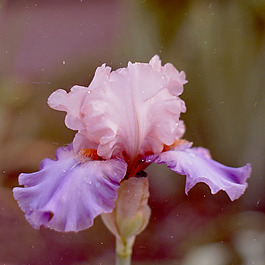 位圖 植物攝影 寫(xiě)實(shí)花卉 花朵 鳶尾 免費(fèi)素材