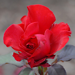 位圖 植物攝影 寫實(shí)花卉 花朵 數(shù)碼照片 免費(fèi)素材