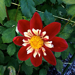位圖 植物攝影 寫(xiě)實(shí)花卉 花朵 數(shù)碼照片 免費(fèi)素材