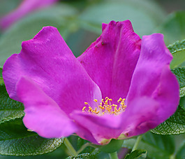 位圖 植物攝影 寫實花卉 花朵 數(shù)碼照片 免費素材