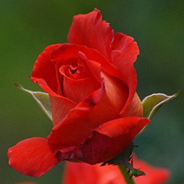 位圖 植物攝影 寫(xiě)實(shí)花卉 花朵 數(shù)碼照片 免費(fèi)素材