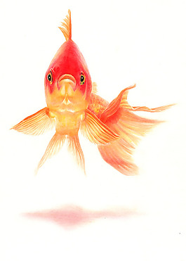 位圖 插畫(huà) 時(shí)尚插畫(huà) 動(dòng)物插畫(huà) 藝術(shù)效果 免費(fèi)素材