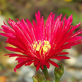 位圖 植物攝影 寫實花卉 花朵 數(shù)碼照片 免費素材