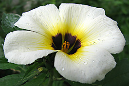 位圖 植物攝影 寫(xiě)實(shí)花卉 花朵 數(shù)碼照片 免費(fèi)素材