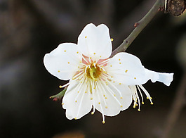 位圖 植物攝影 寫(xiě)實(shí)花卉 花朵 數(shù)碼照片 免費(fèi)素材
