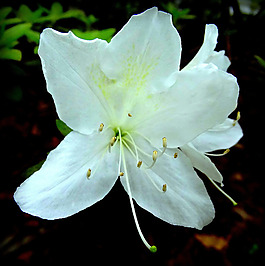 位圖 植物攝影 寫(xiě)實(shí)花卉 花朵 數(shù)碼照片 免費(fèi)素材