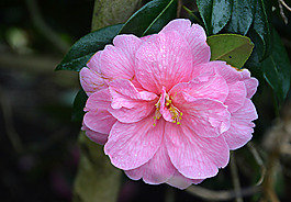 位圖 植物攝影 寫實花卉 花朵 數(shù)碼照片 免費素材