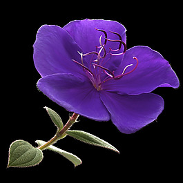 位圖 植物攝影 寫實(shí)花卉 花朵 數(shù)碼照片 免費(fèi)素材