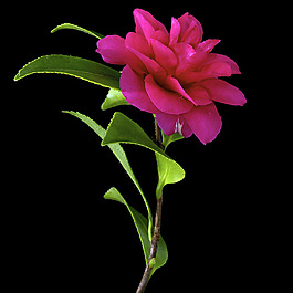 位圖 植物攝影 寫實(shí)花卉 花朵 數(shù)碼照片 免費(fèi)素材