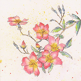 位圖 植物 寫意花卉 花朵 免費(fèi)素材