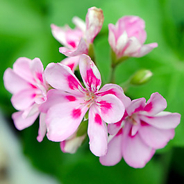 位圖 植物攝影 寫(xiě)實(shí)花卉 花朵 數(shù)碼照片 免費(fèi)素材