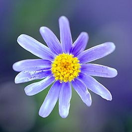 位圖 植物攝影 寫實(shí)花卉 花朵 數(shù)碼照片 免費(fèi)素材