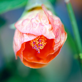 位圖 植物攝影 寫實花卉 花朵 數(shù)碼照片 免費素材