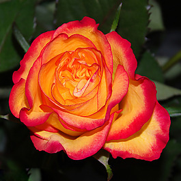 位圖 植物攝影 寫實(shí)花卉 花朵 數(shù)碼照片 免費(fèi)素材