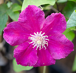 位圖 植物攝影 寫(xiě)實(shí)花卉 花朵 數(shù)碼照片 免費(fèi)素材