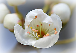位圖 植物攝影 寫實(shí)花卉 花朵 數(shù)碼照片 免費(fèi)素材