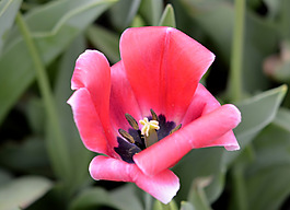 位圖 植物攝影 寫(xiě)實(shí)花卉 花朵 數(shù)碼照片 免費(fèi)素材