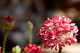 位圖 植物攝影 寫實(shí)花卉 花朵 數(shù)碼照片 免費(fèi)素材