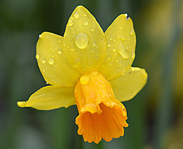 位圖 植物攝影 寫(xiě)實(shí)花卉 花朵 數(shù)碼照片 免費(fèi)素材