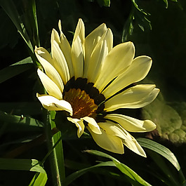 位圖 植物攝影 寫實(shí)花卉 花朵 數(shù)碼照片 免費(fèi)素材