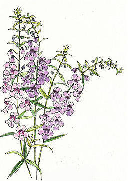 位圖 植物 寫意花卉 花朵 免費素材