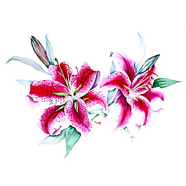位圖 植物 寫意花卉 花朵 百合 免費素材