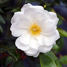 位圖 植物攝影 寫實(shí)花卉 花朵 數(shù)碼照片 免費(fèi)素材
