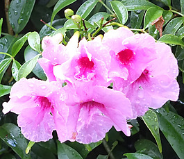 位圖 植物攝影 寫實花卉 花朵 數(shù)碼照片 免費素材