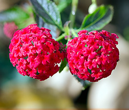 位圖 植物攝影 寫(xiě)實(shí)花卉 花朵 數(shù)碼照片 免費(fèi)素材