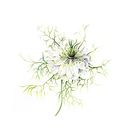 位圖 植物 寫意花卉 花朵 免費(fèi)素材