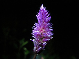 位圖 植物 寫實(shí)花卉 花朵 野花 免費(fèi)素材