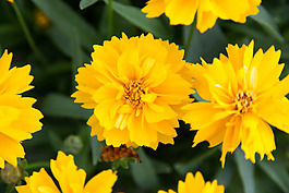 位圖 植物攝影 寫(xiě)實(shí)花卉 花朵 數(shù)碼照片 免費(fèi)素材
