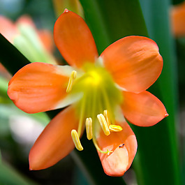 位圖 植物攝影 寫(xiě)實(shí)花卉 花朵 數(shù)碼照片 免費(fèi)素材