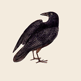 位圖 插畫 時(shí)尚插畫 動(dòng)物插畫 插畫師 免費(fèi)素材